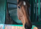 Listopad 2018 v adoptivních domovech