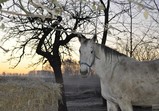Listopad 2018 v adoptivních domovech