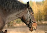 Listopad 2018 v adoptivních domovech