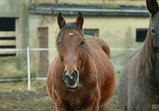 Prosinec 2018 na farmě 