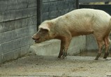 Prosinec 2018 na farmě 