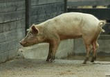 Prosinec 2018 na farmě 