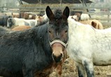 Prosinec 2018 na farmě 