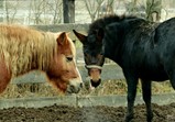 Prosinec 2018 na farmě 