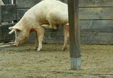 Prosinec 2018 na farmě 