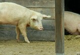 Prosinec 2018 na farmě 