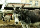 Prosinec 2018 na farmě 