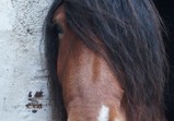 Prosinec 2018 v adoptivních domovech