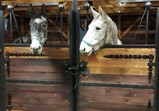 Prosinec 2018 v adoptivních domovech