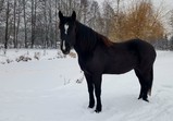 Prosinec 2018 v adoptivních domovech