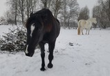 Prosinec 2018 v adoptivních domovech