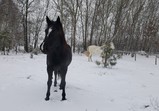 Prosinec 2018 v adoptivních domovech