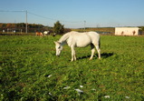 Nové středisko II