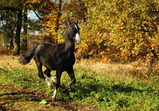 Nové středisko II