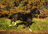 Nové středisko II
