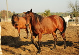 Nové středisko II