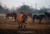 Fotografie Marcin Bukowski