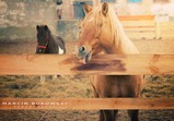 Fotografie Marcin Bukowski