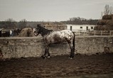 Fotografie Marcin Bukowski