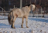 Zima