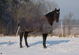 Zima