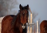 Zima