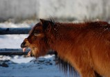 Zima
