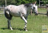 Sebastian