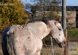 Sebastian