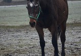 Koně únor 2013