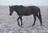 Koně únor 2013