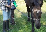 Koňští důchodci a mládež z Wojnowa 