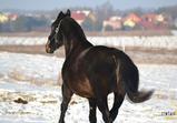 Mister a Helaszka v adoptivním domově