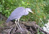 Czapla
