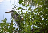 Czapla