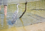 Czapla