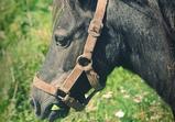 Bambi 27.08.2013