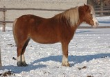 Koně Centauruse 2012 zima