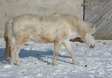 Koně Centauruse 2012 zima