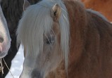 Koně Centauruse 2012 zima