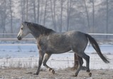 Koně Centauruse 2012 zima
