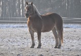 Koně Centauruse 2012 zima