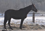 Koně Centauruse 2012 zima