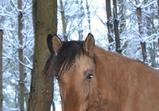 Kuclandia leden 2014