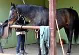 Gustaw