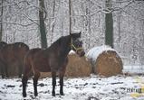 Středisko Wojnowo leden 2014