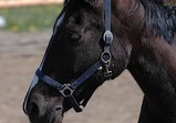 Koně Centauruse 2011 