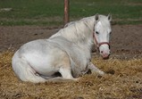 Koně Centauruse 2011 