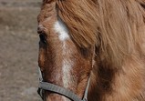 Koně Centauruse 2011 