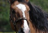 Koně Centauruse 2011 